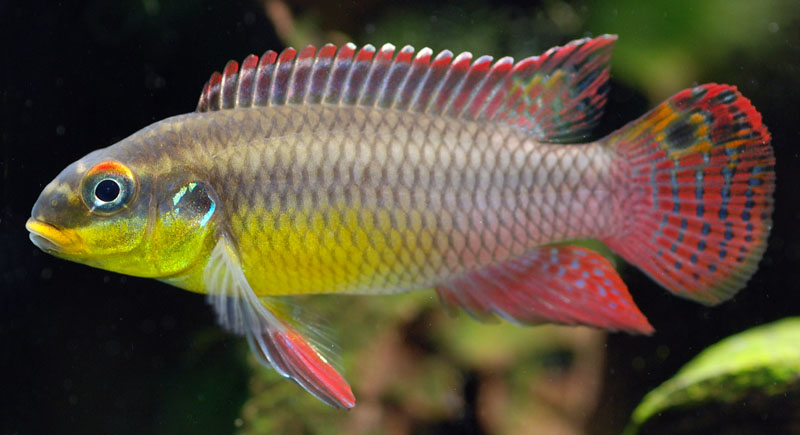 [Imagen: pelvicachromis-taeniatus_male.jpg]