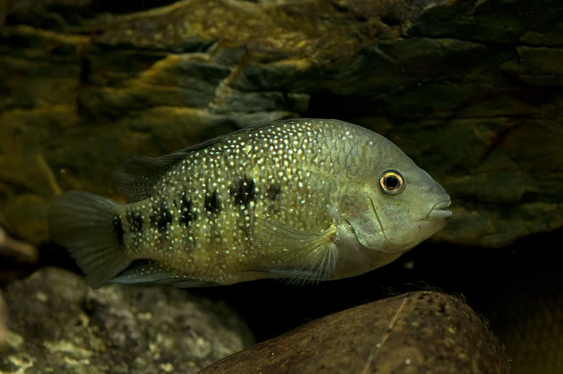 Herichthys tamasopoensis (Artigas Azas, 1993)