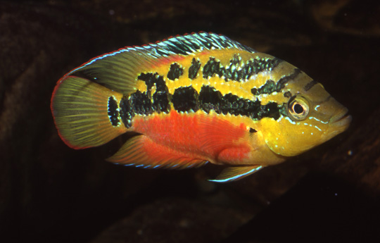 Trichromis salvini (Günther, 1862)