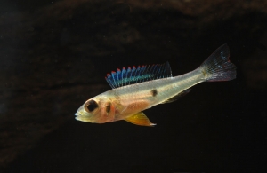 Biotoecus-opercularis-rio-Negro-female-1