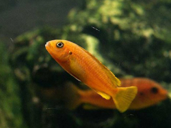 Melanochromis-johanni-red