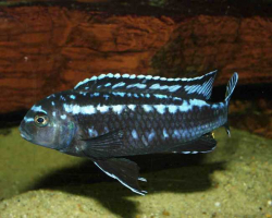 Melanochromis-johanni