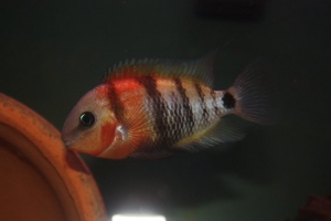 Female protecting fry1    