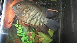 Severum32.jpg