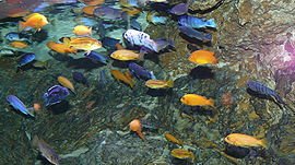 Mbuna 1.JPG
